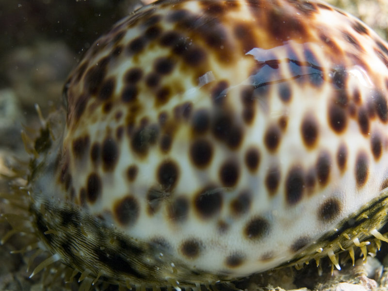 Marine Park, Cowrie Shell